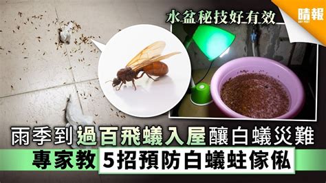 飛蟻突然很多|雨季「飛蟻」湧現！入屋繁殖變白蟻災難 專家教你對。